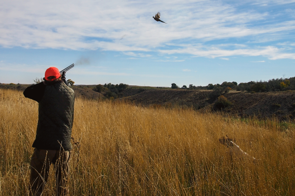 Utah Pheasant Hunting